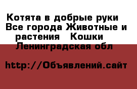 Котята в добрые руки - Все города Животные и растения » Кошки   . Ленинградская обл.